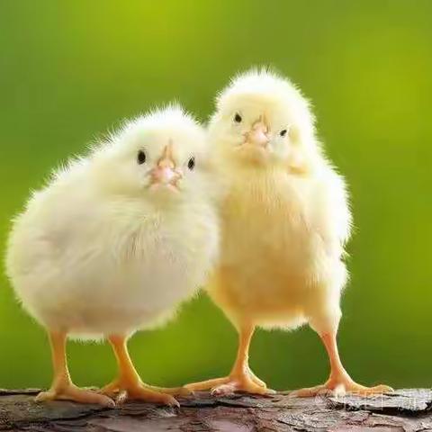 《停课不停学、线上教学活动》——胜球阳光幼儿园小班线上教学