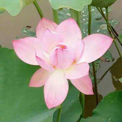 雨后初夏 花香四溢