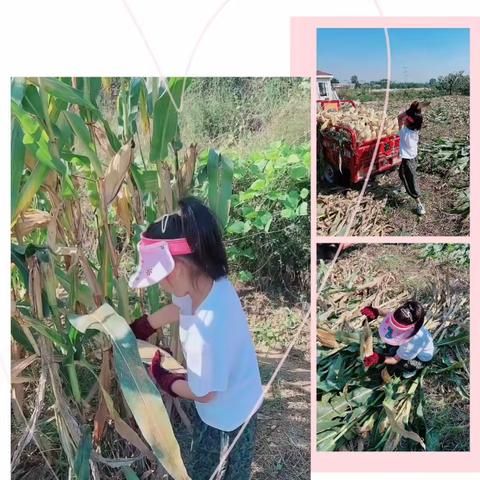 夏天成了故事，秋天成了风景～       莱州市双语学校二年级（2）班     徐梦依（副本）