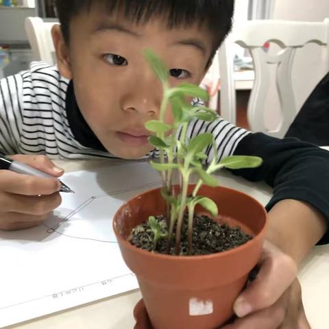 向日葵的生长记录 102班 兰添