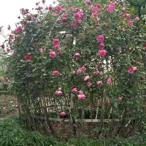 月季花的品种
