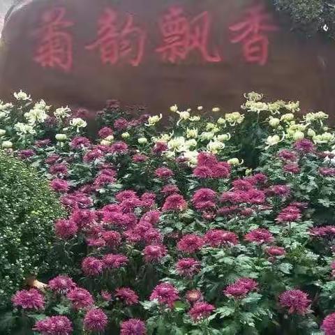 小明的美篇