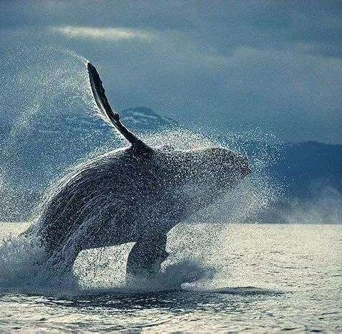 【侯马市建工路学校致学生及家长的一封信】停课不停学，家校同尽责！