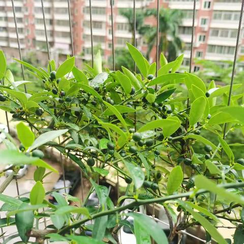 阳台上的金桔硕果累累（附：金桔的功效和作用）