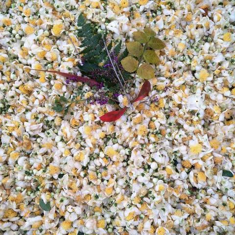 为谁开，茶花满路——记毛店劳动基地实践活动第一天