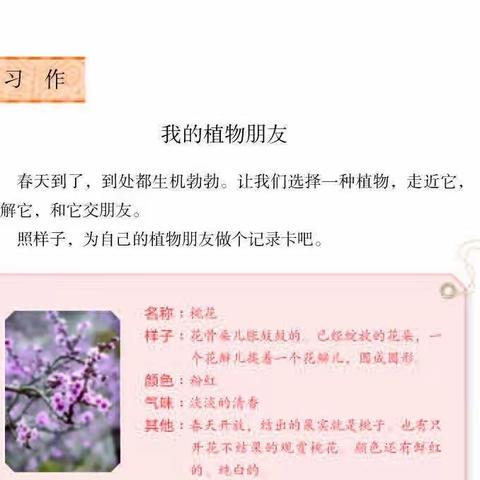 习作：我的植物朋友