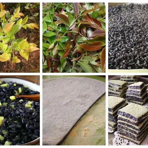 春天的味道—乌饭