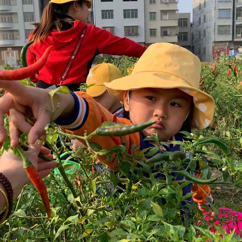 儿童文学幼儿园【春游采摘活动】