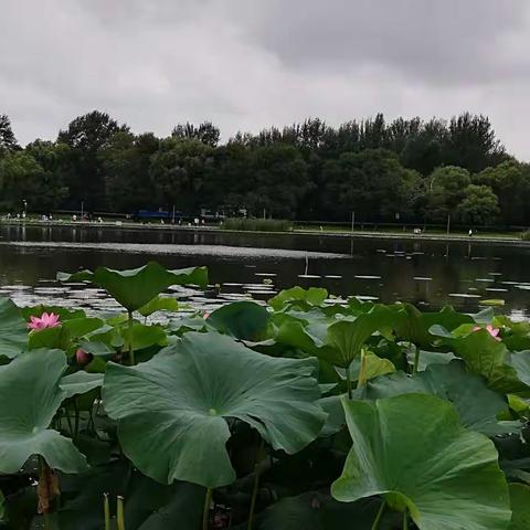 南湖美丽的风景