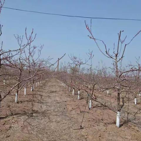 母亲生日快乐！