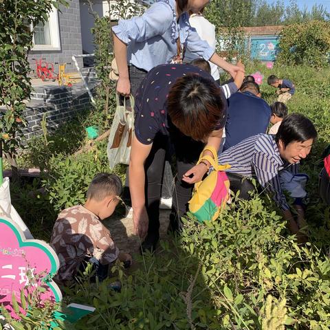 巴克什营幼儿园小一班   “金色的秋天—亲子采摘挖花生🥜”