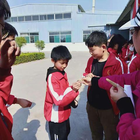 廉洁自律 节约粮食——东木庄小学“了解杂粮 爱粮节粮”研学实践活动掠影