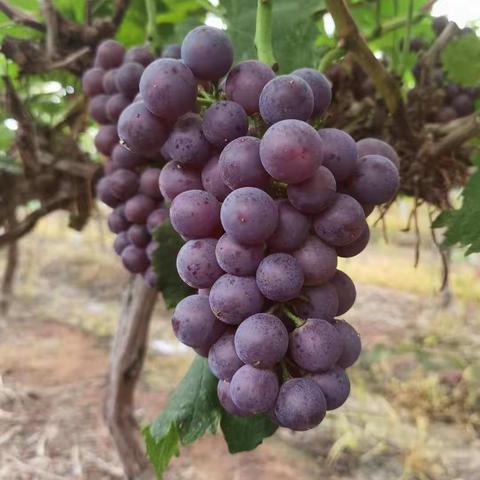 亚丰葡萄园开园啦