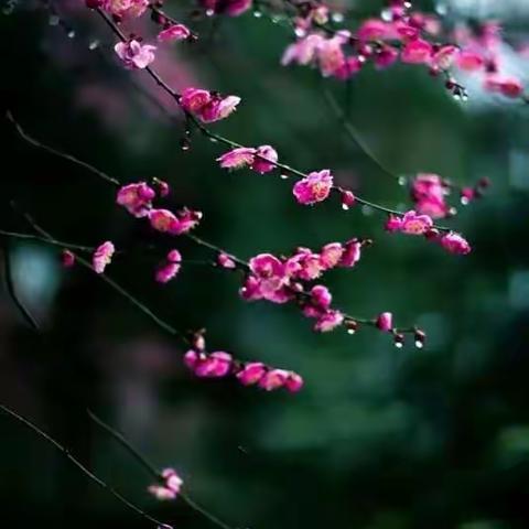 阳春三月展娇容。草葱葱。水淙淙。谁引清风，香洒一帘栊。