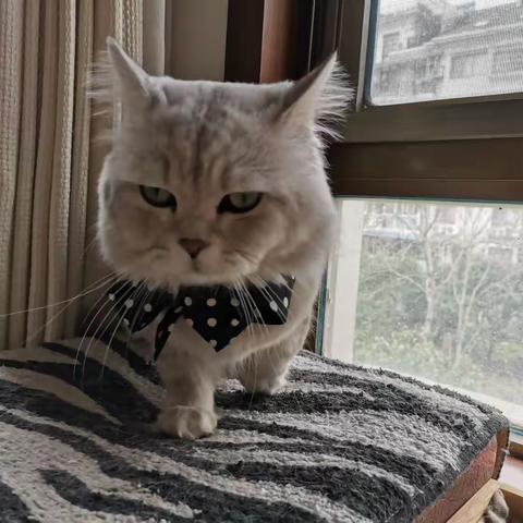 弱者才需要反思