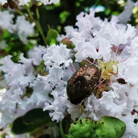 “我们”里没有“我”