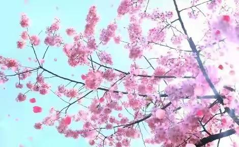 与春生长 ，与夏怒放，—记五实106班2022春五月工作简报