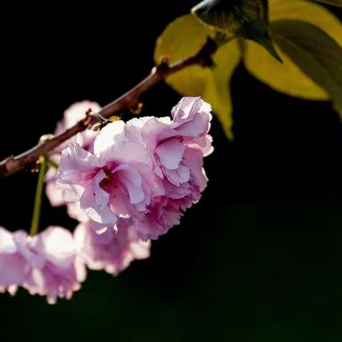 在樱花开放的季节里
