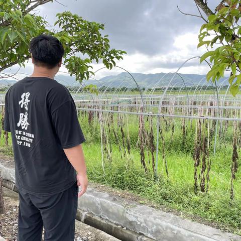 崖州区农业农村局秸秆禁烧巡查日志
