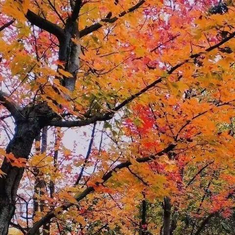 “疫”起努力——高二地理备课组记