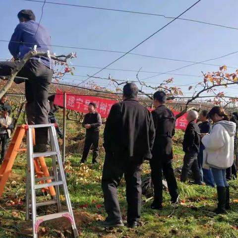 建宁县召开果园新机具和高接花芽现场会