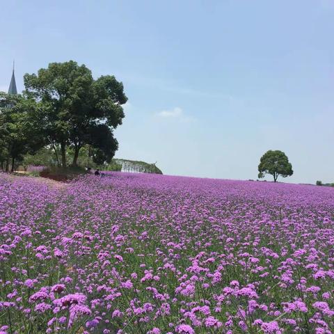 心若有阳 花开不远——生物老师的网络教学直播记事第二周