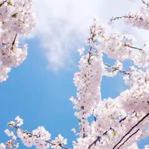 Live and learn—记全国小学英语课赛一等奖精品课展示观摩活动