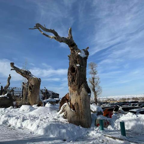 千年不老，新疆胡杨