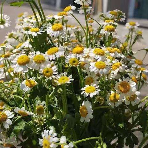 情暖三月天，幸福女神节——芦淞区竹山小学“三八”妇女节教师庆祝活动