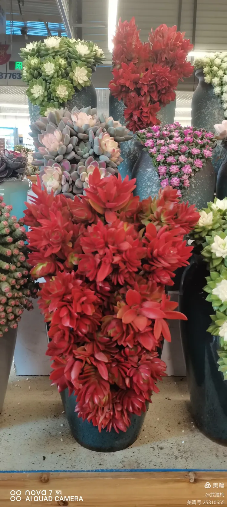 关于亚都花卉的信息 关于亚都花草
的信息（亚都花园） 花卉