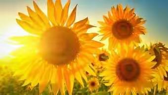 安居南区幼儿园延迟开学通知