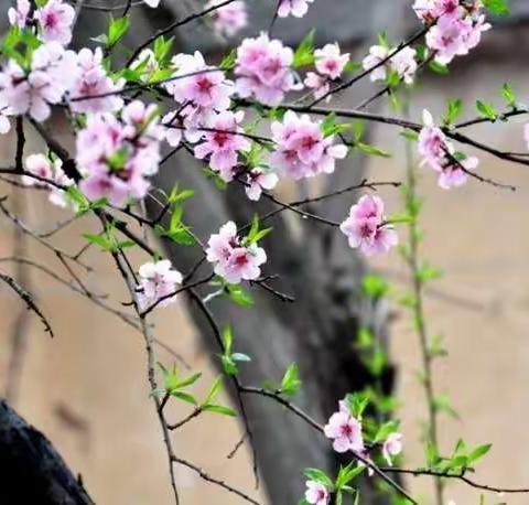 芳华四月，春暖花开——乐乐现代幼儿园果果一班