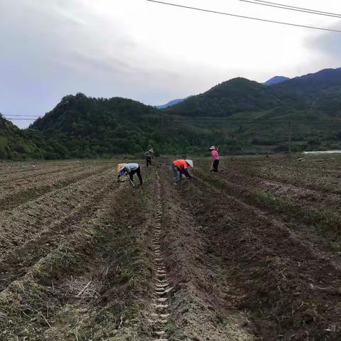 春日好时光，生姜种植忙