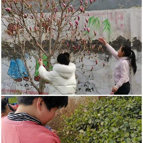 不负春光——寻找春天                     定州市土厚小学“双减”工作案例