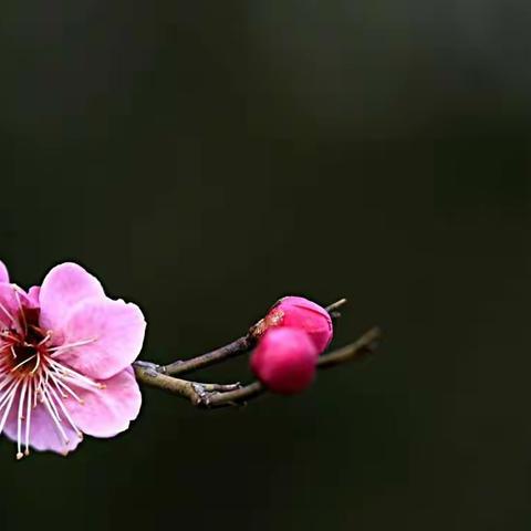 等闲识得东风面，万紫千红总是春。