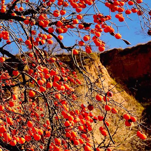 柿柿如意柿柿红