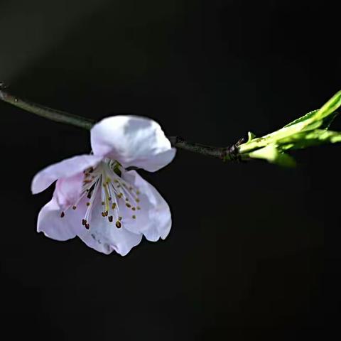 春之语—万紫千红总是春2