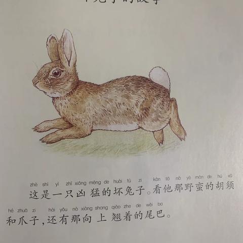 坚持阅读《坏兔子的故事》