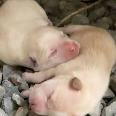 断桥残雪的美篇