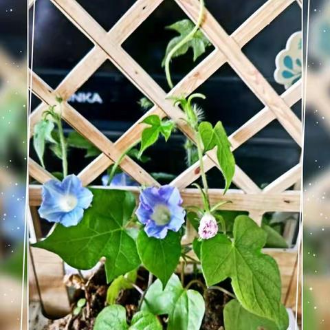 我的小花