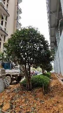 祥和江山工地进度篇