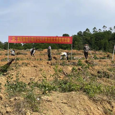 海胶集团中建分公司开展全民义务植树活动