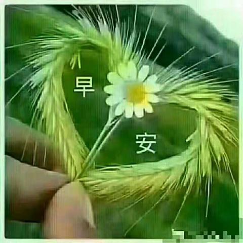 心若向阳，天是晴的
