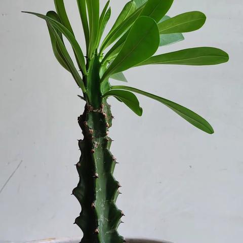 阳光灿烂的美篇