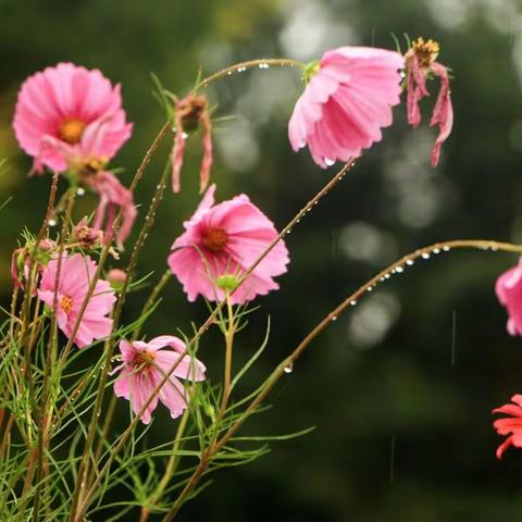 雷雨声声祭亡灵