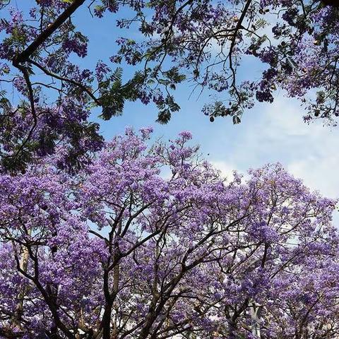 蓝花楹下的遐想
