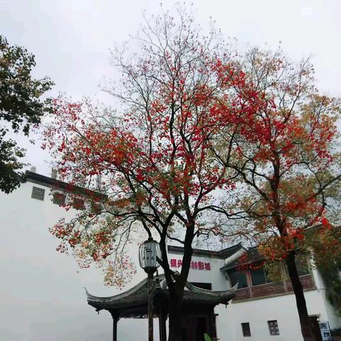 老门东的鸟桕树