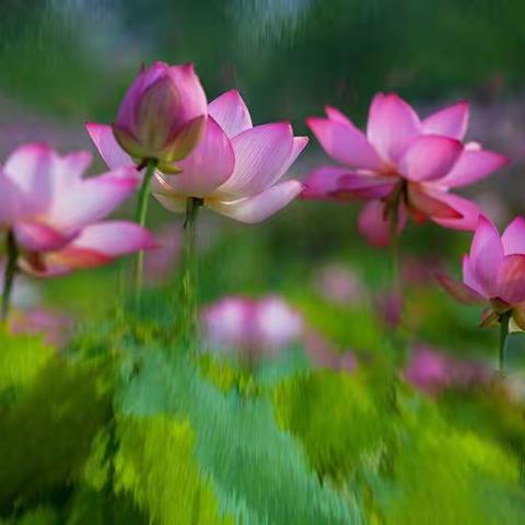 又到荷花绽放时