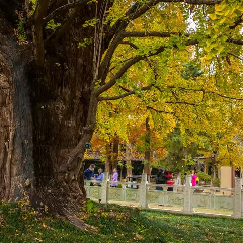 惠济古寺的冬天