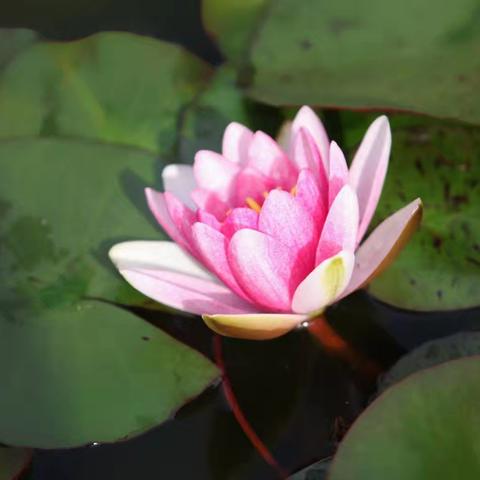 燕雀湖的水莲花